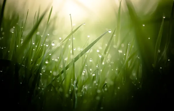 Картинка трава, капли, макро, роса, размытость