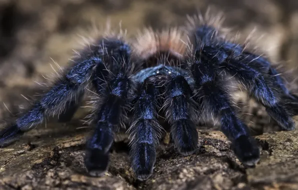 Картинка фон, паук, Martinique Pink Toe Tarantula