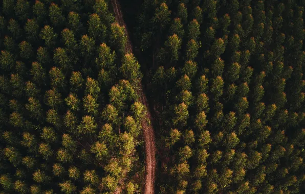 Картинка дорога, лес, пейзаж, природа, forest, road, landscape, nature