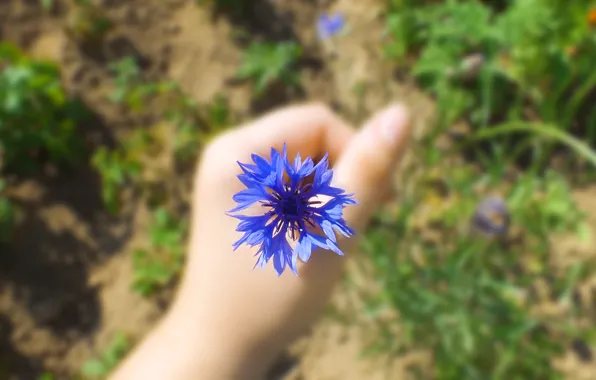 Цветок, лето, рука, summer, flower, василек