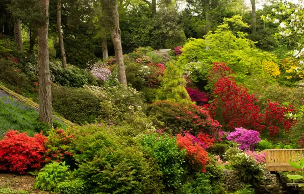 Картинка деревья, цветы, парк, сад, Великобритания, кусты, азалия, Bodnant Gardens Wales