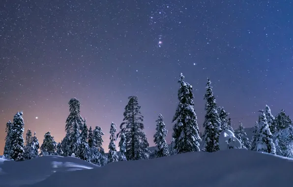 Зима, небо, снег, деревья, звёзды, сугробы, звёздное небо
