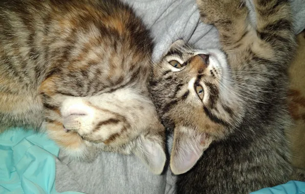 Котята, малыши, спят, meduzanol ©