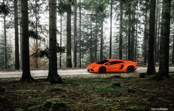 Лес, свет, Lamborghini, Aventador