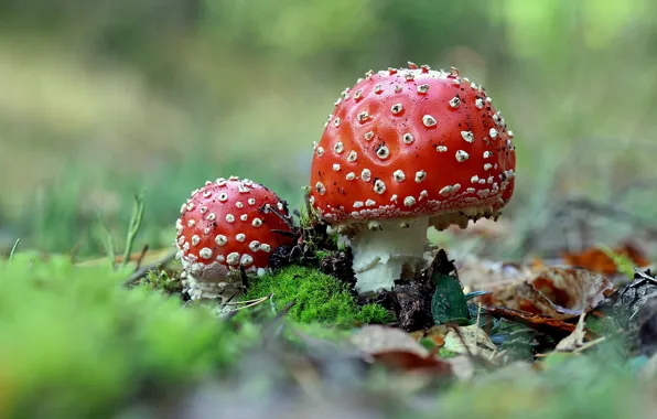 Лес, природа, грибы, мох, мухоморы