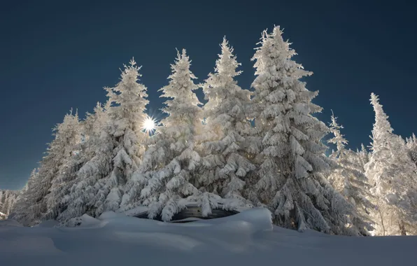 Картинка зима, солнце, лучи, снег, деревья, пейзаж, природа, ели