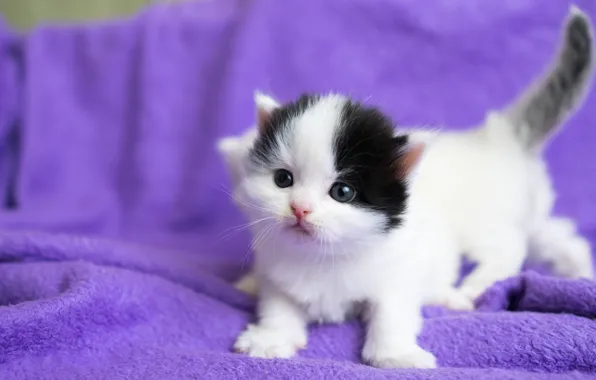 Картинка кошки, котенок, фон, сиреневый, черно-белый, маленький, малыш, мордочка