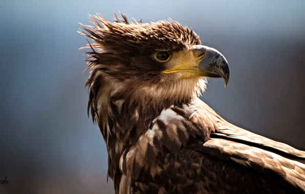 Картинка bird, wildlife, closeup photography of brown eagle, white-tailed eagle