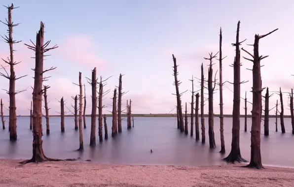 Картинка лес, берег, Dead Forest