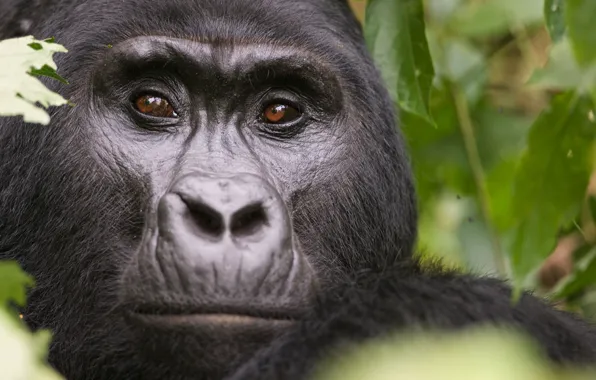Картинка face, animal, gorilla, wildlife