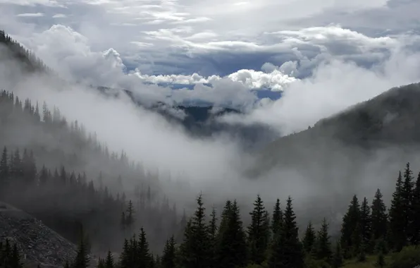 Картинка лес, горы, туман
