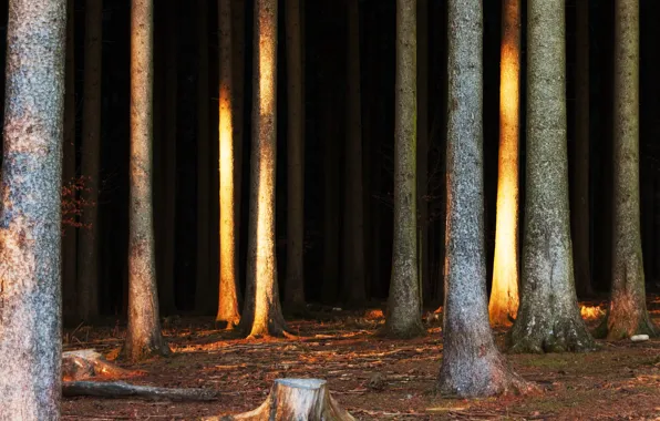 Природа, Деревья, Лес, Стволы, Nature, Landscape, Forest, Trees