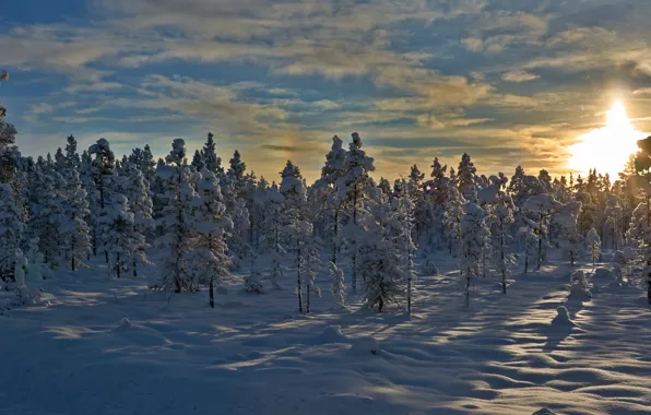 Зима, снег, деревья, закат, Норвегия