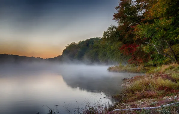 Картинка осень, лес, деревья, туман, озеро