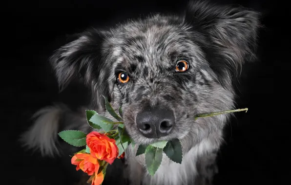 Картинка цветок, взгляд, собака