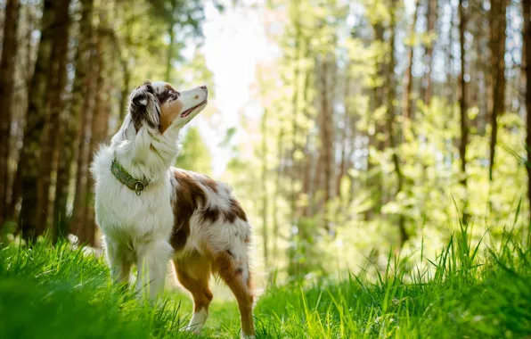 Картинка взгляд, друг, собака, australian shepherd