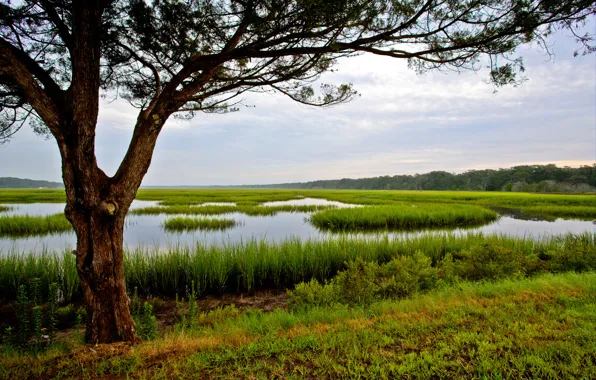 Картинка небо, трава, вода, дерево, болото, США, Florida, Amelia Island
