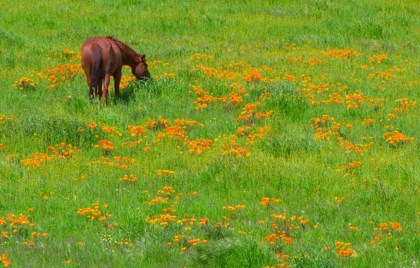 Трава, цветы, лошадь, луг