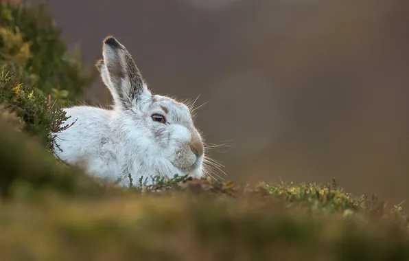 Картинка природа, фон, Mountain Hare