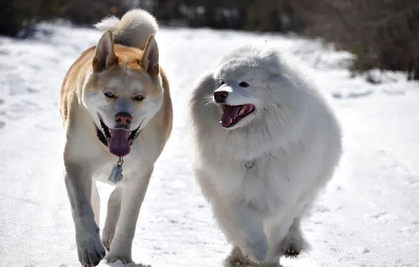 Картинка зима, собаки, прогулка, друзья