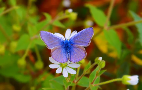 Картинка Макро, Бабочка, Цветок, Flower, Macro, Butterfly