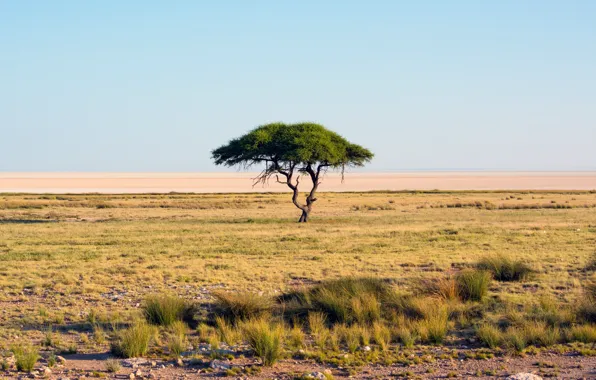 Картинка песок, трава, дерево, пустыня, засуха, саванна, Африка, оазис