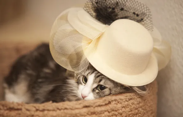 Картинка кошка, шляпа, мадам
