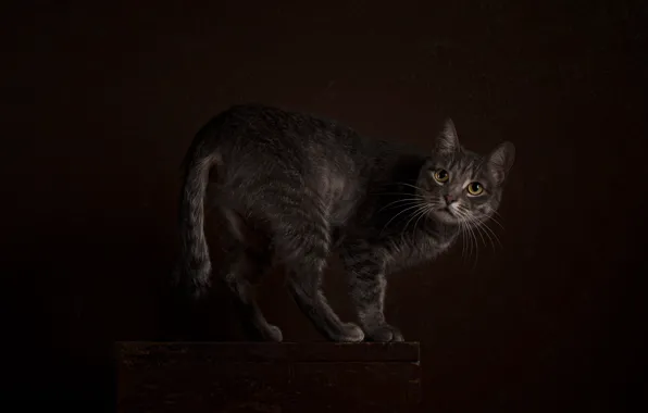 Кошка, кот, взгляд, поза, темный фон, стол, серый, хвост