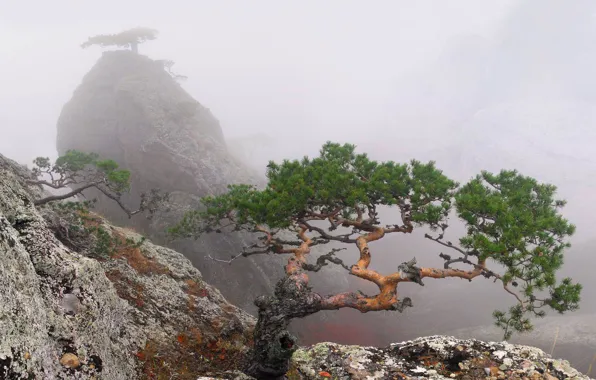 Лето, деревья, туман, скала, Крым