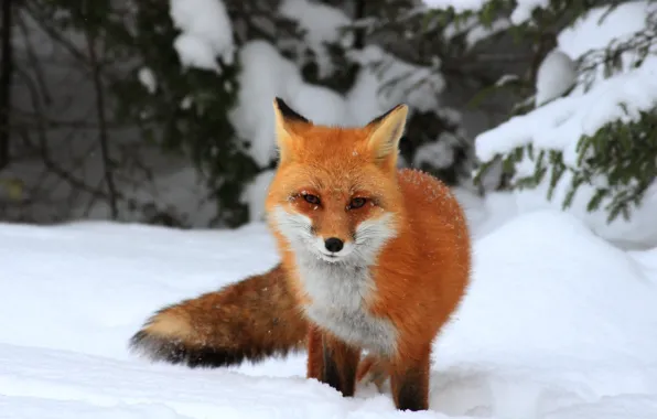 Картинка зима, лес, взгляд, снег, ветки, ели, лиса, сугробы