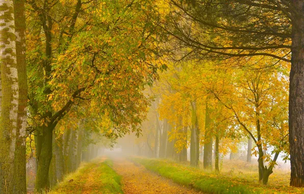 Картинка осень, деревья, высохший канал