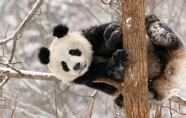 Зима, снег, Панда, медведь