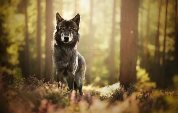 Взгляд, друг, собака