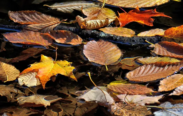 Осень, листья, вода, ручей, ветка