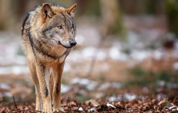 Animals, wildlife, mammals, fallen leaves, one animal, brown wolf
