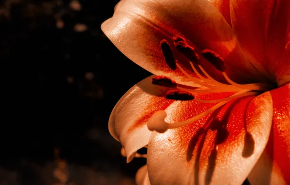 Цветок, цветы, лилия, flower