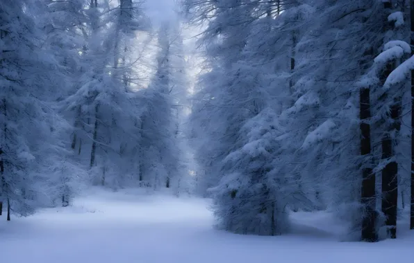 Зима, иней, лес, снег, деревья, природа, зимний, ели