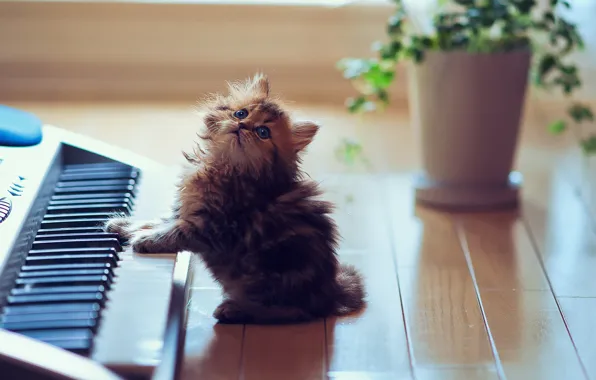 Картинка кошка, синтезатор, Daisy, © Ben Torode, catcert