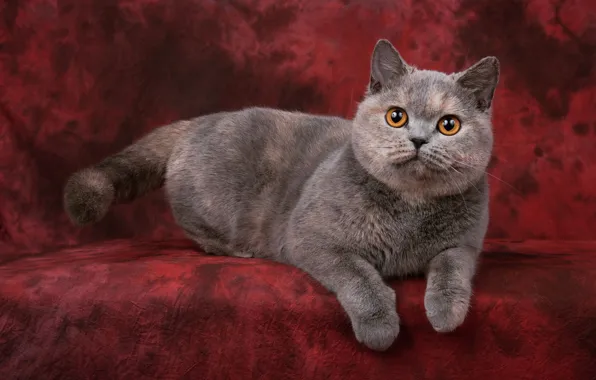 Кошка, кот, взгляд, поза, котенок, серый, лапки, мордочка