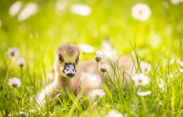 Картинка лето, природа, Little goose