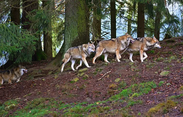 Nature, snow, predator, face, animal, wolf, wolves, wildlife