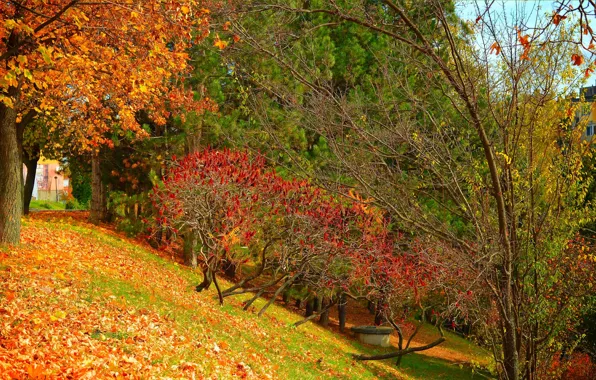 Картинка Осень, Деревья, Fall, Листва, Autumn, Colors, Trees, Leaves