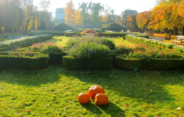 Park, bushes, pumpkins, lawn