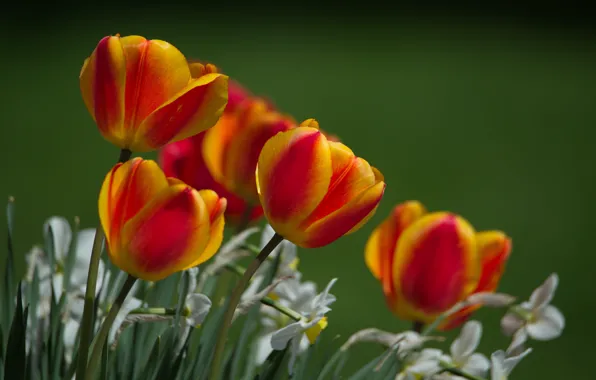 Природа, фон background, тюльпаны красные, цветы весна