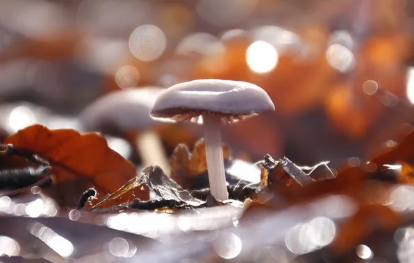 Природа, фон, грибы