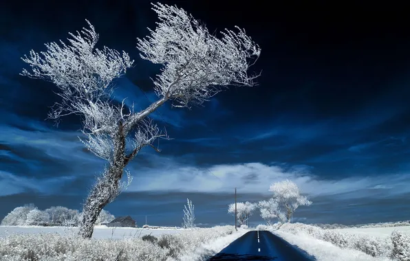 Дорога, дерево, infrared, ultraviolet