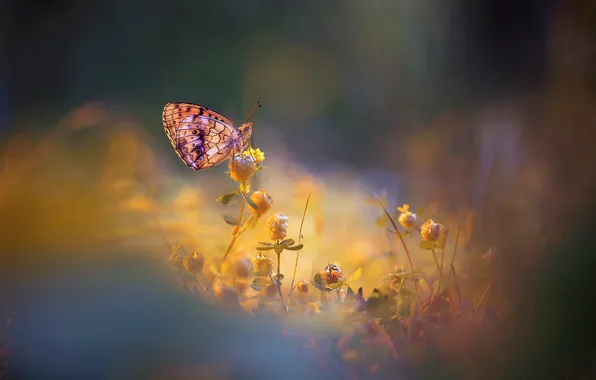 Nature, butterfly, flowers, glow