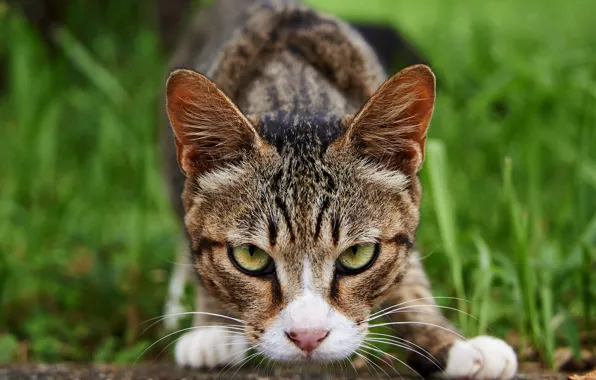 Кошка, трава, глаза, кот, взгляд, морда, природа, поза