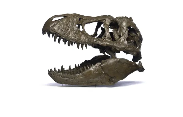 Картинка skull, dinosaur, tyrannosaurus rex, paleontology