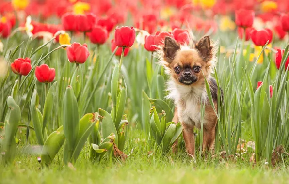Картинка природа, собака, тюльпаны